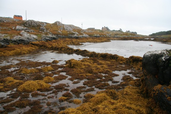 An intertidal fishtrap on South Harris. Marine resources exploitation has played an important role in coastal living.